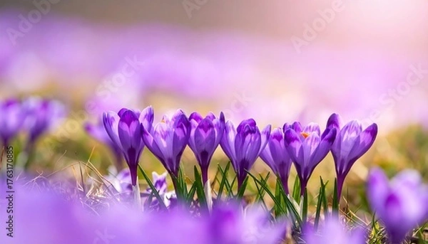 Obraz Spring crocuses in soft focus