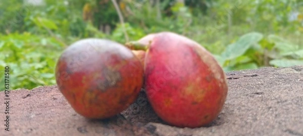 Obraz Matoa fruit is purplish-red with green spots, oval in shape, and grows in clusters. The background appears naturally green with trees.