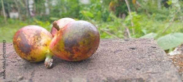 Obraz Matoa fruit is purplish-red with green spots, oval in shape, and grows in clusters. The background appears naturally green with trees.