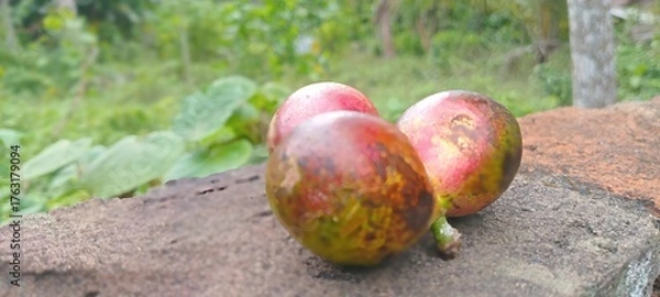 Obraz Matoa fruit is purplish-red with green spots, oval in shape, and grows in clusters. The background appears naturally green with trees.