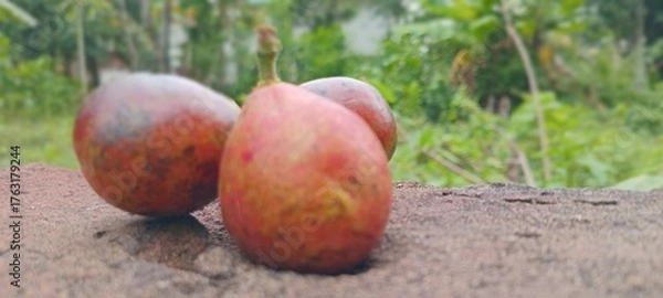 Obraz Matoa fruit is purplish-red with green spots, oval in shape, and grows in clusters. The background appears naturally green with trees.
