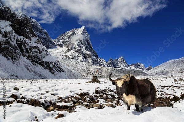 Obraz Base camp trek - on the way