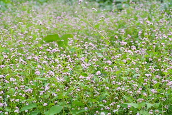 Obraz ミゾソバの群生