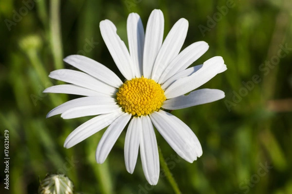 Fototapeta White daisies, close-up