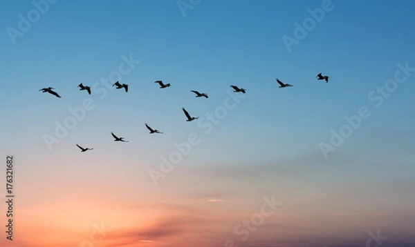 Obraz Pelicans over bright sunset