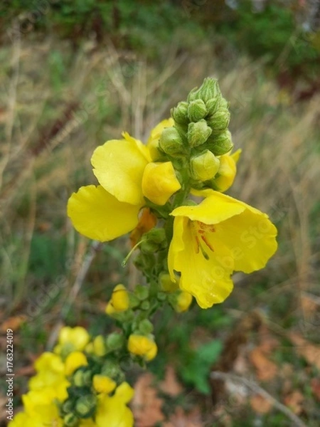 Fototapeta yellow flowers in the garden