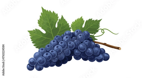 Fototapeta Freshly picked dark blue grapes with vibrant green leaves on a white background.