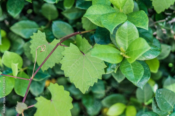 Fototapeta heart shaped  jagged leaf on a vine in selective focus