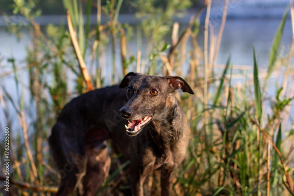Fototapeta A whippet, or small English greyhound, a slender, muscular, athletic dog stands on the bank of a river