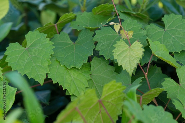 Fototapeta heart shaped  jagged leaf on a vine in selective focus
