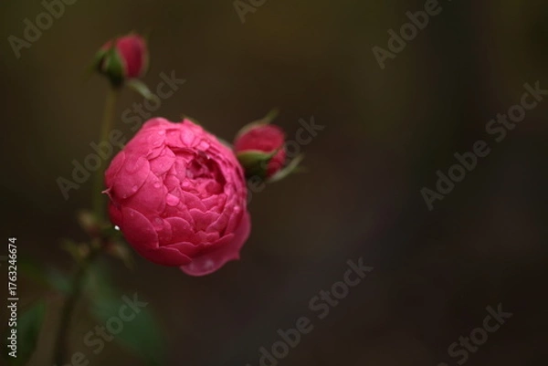 Fototapeta ピンク色のバラのアップ