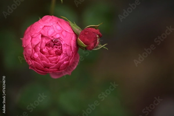 Fototapeta ピンク色のバラのアップ