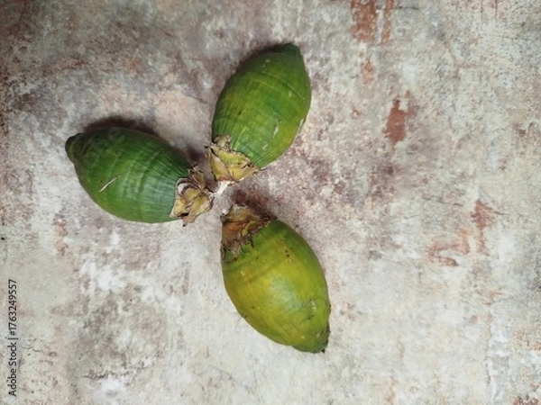 Obraz green oak leaf