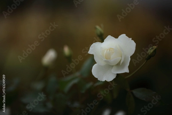 Obraz アイスバーグのアップ
