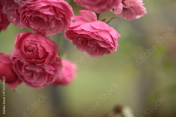 Fototapeta ピンク色のバラのアップ