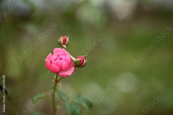 Obraz ピンク色のバラのアップ