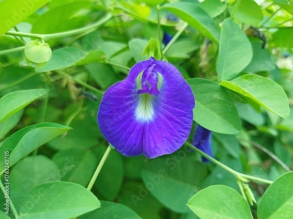 Obraz blue iris flower