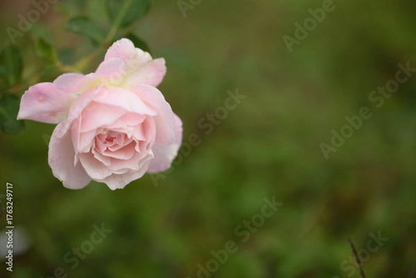 Fototapeta 淡いピンク色のバラの花のアップ