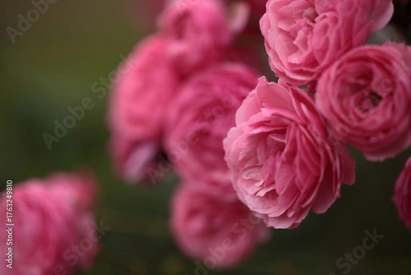 Fototapeta ピンク色のバラのアップ