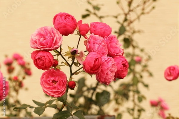 Fototapeta ピンク色のバラのアップ