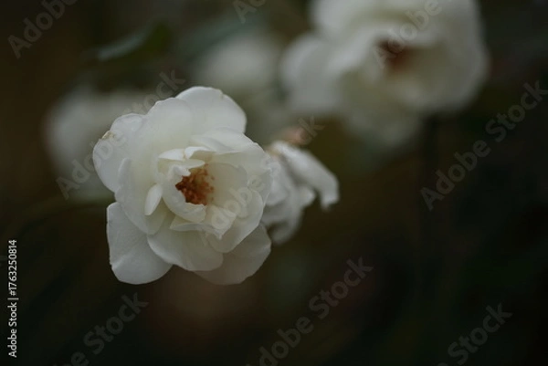 Fototapeta アイスバーグのアップ
