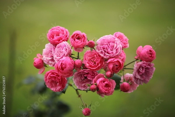 Fototapeta ピンク色のバラのアップ