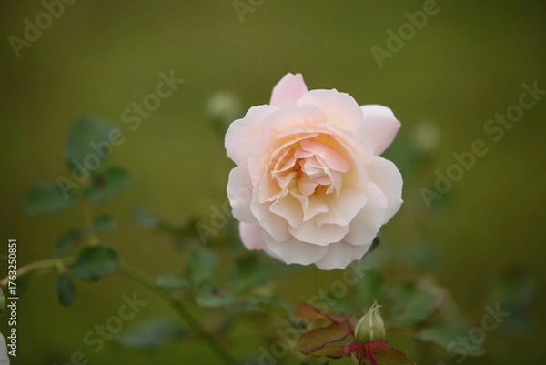 Fototapeta 淡いピンク色のバラの花のアップ