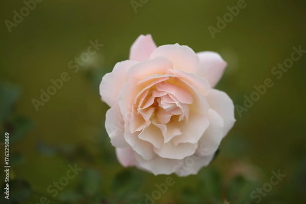 Obraz 淡いピンク色のバラの花のアップ