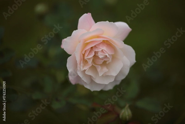 Fototapeta 淡いピンク色のバラの花のアップ