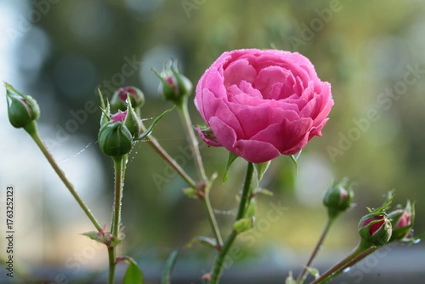 Fototapeta ピンク色のバラのアップ