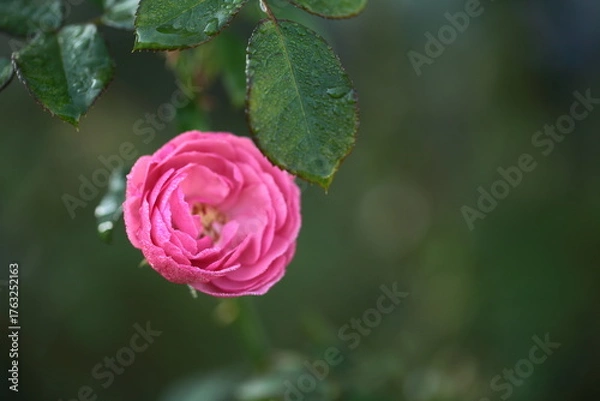 Obraz ピンク色のバラのアップ