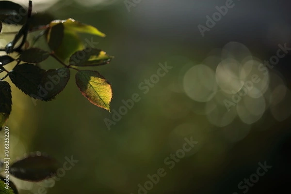 Fototapeta 薔薇の葉のアップと玉ボケ