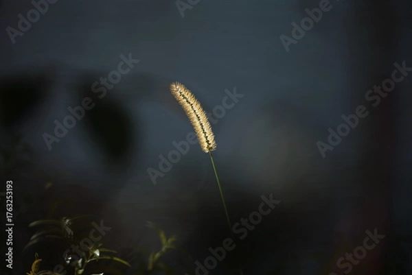 Fototapeta 日にあたり輝いているエノコログサ