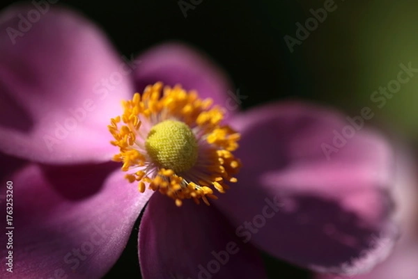 Obraz ピンク色のシュウメイギク