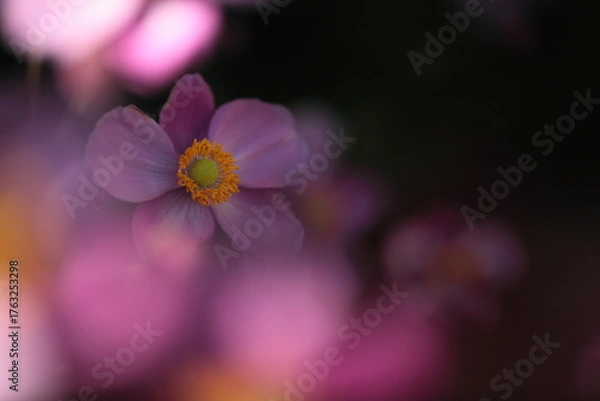 Obraz ピンク色のシュウメイギク