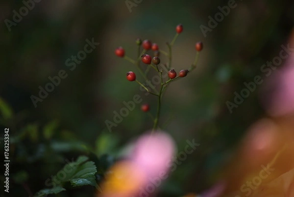 Obraz ローズヒップ