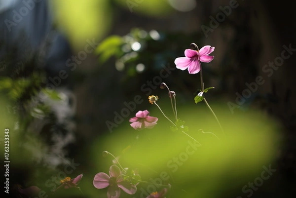 Obraz 陽の光を受けているシュウメイギク
