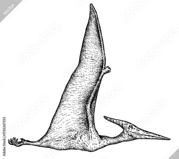 Fototapeta Vintage engraving isolated pterosaur set illustration pterodactylus ink sketch. Flying dinosaur background silhouette Jurassic art. Black and white hand drawn vector image