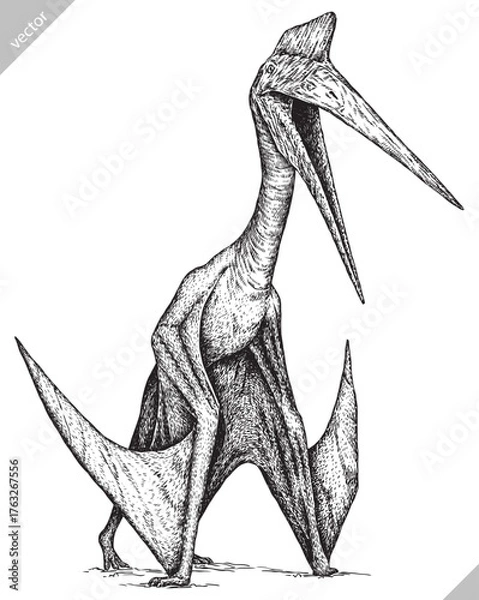 Fototapeta Vintage engraving isolated pterosaur set illustration pterodactylus ink sketch. Flying dinosaur background silhouette Jurassic art. Black and white hand drawn vector image