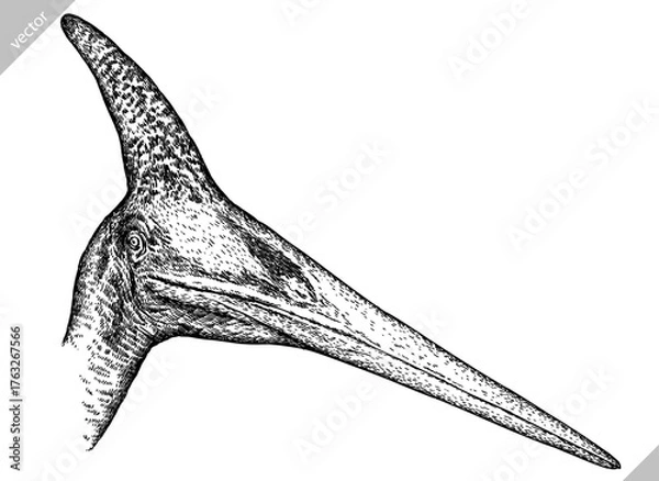 Fototapeta Vintage engraving isolated pterosaur set illustration pterodactylus ink sketch. Flying dinosaur background silhouette Jurassic art. Black and white hand drawn vector image