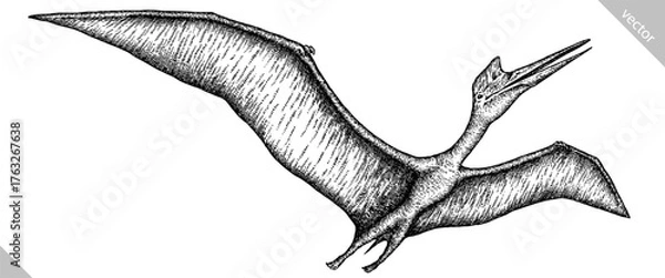 Fototapeta Vintage engraving isolated pterosaur set illustration pterodactylus ink sketch. Flying dinosaur background silhouette Jurassic art. Black and white hand drawn vector image