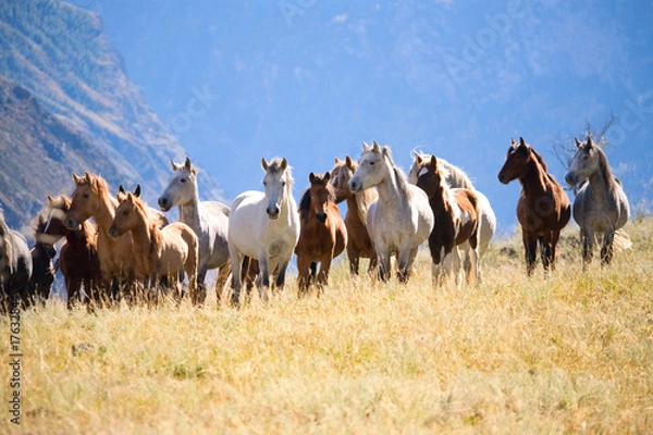Obraz A herd of horses