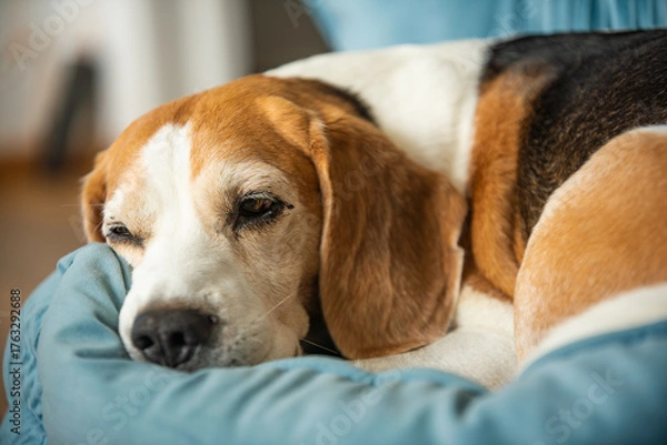 Fototapeta Beagle Dog Resting and Cuddling on a Blue Blanket