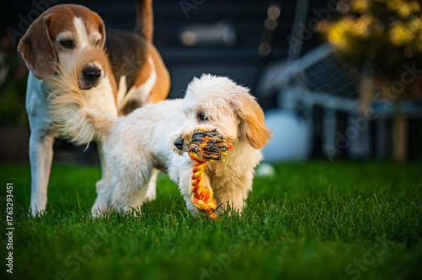 Fototapeta Maltipoo Puppy with Rope Toy and Beagle in Background