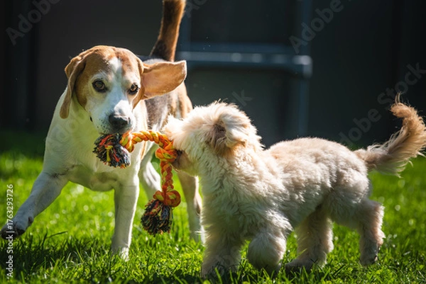 Fototapeta Beagle and Maltipoo Puppy Pulling on a Rope Toy