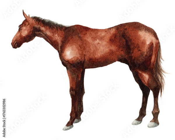 Obraz アナログ水彩画馬の全身