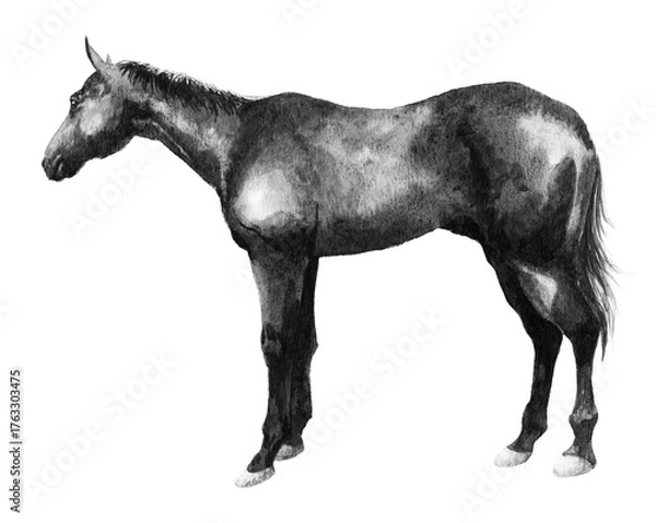 Obraz アナログモノトーン水彩画馬の全身