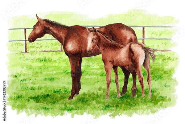Obraz アナログ水彩画牧場にいる馬の親子