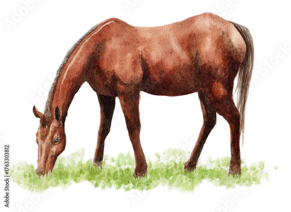 Obraz アナログ水彩草を食べる馬