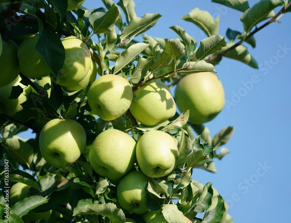 Fototapeta green apples on the tree